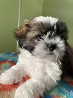 Spot, a male Shih Tzu for sale in Cheney, WA – Photo 6 of 8