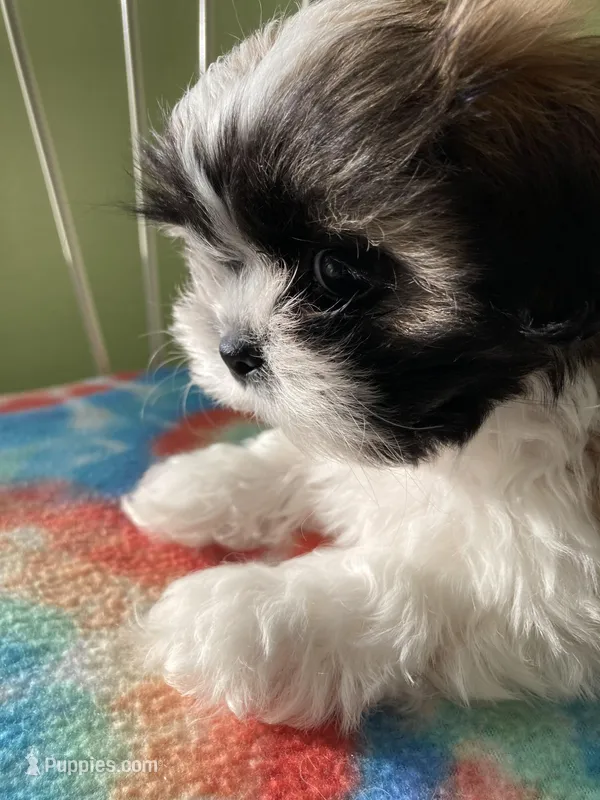 Spot, a male Shih Tzu for sale in Cheney, WA – Photo 1 of 8