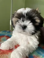 Spot, a male Shih Tzu for sale in Cheney, WA – Photo 7 of 8