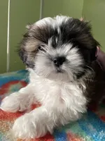 Spot, a male Shih Tzu for sale in Cheney, WA – Photo 4 of 8