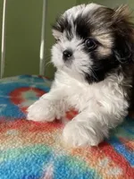 Spot, a male Shih Tzu for sale in Cheney, WA – Photo 5 of 8