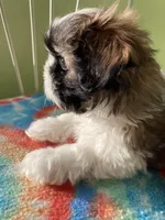 Spot, a male Shih Tzu for sale in Cheney, WA – Photo 3 of 8