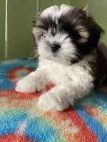 Spot, a male Shih Tzu for sale in Cheney, WA – Photo 8 of 8