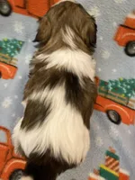 Spot, a male Shih Tzu for sale in Cheney, WA – Photo 2 of 8