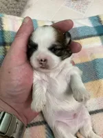 Rudy, a male Shih Tzu for sale in Cheney, WA – Photo 2 of 3