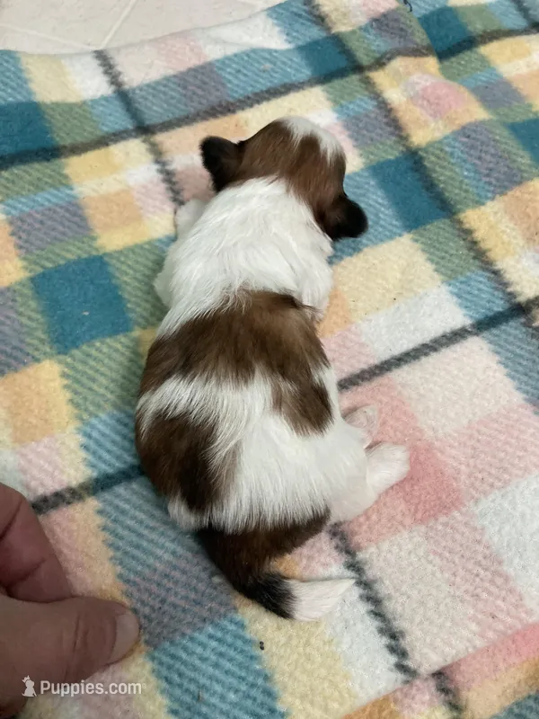 Rudy, a male Shih Tzu for sale in Cheney, WA – Photo 1 of 3