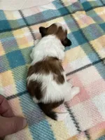 Rudy, a male Shih Tzu for sale in Cheney, WA – Photo 1 of 3