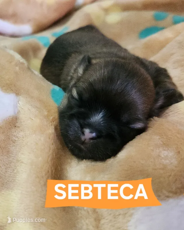 Sebteca – Shih Tzu puppy for sale in Cheney, WA