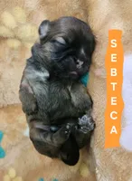 Sebteca, a male Shih Tzu for sale in Cheney, WA – 2 of 8