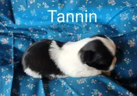 AKC Tannin, a female Shih Tzu for sale in Cheney, WA – Photo 7 of 8