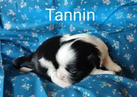 AKC Tannin, a female Shih Tzu for sale in Cheney, WA – Photo 6 of 8