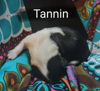 AKC Tannin, a female Shih Tzu for sale in Cheney, WA – Photo 5 of 8