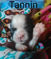 AKC Tannin, a female Shih Tzu for sale in Cheney, WA – Photo 2 of 8