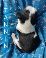 AKC Tannin, a female Shih Tzu for sale in Cheney, WA – Photo 8 of 8