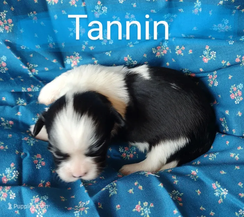 AKC Tannin