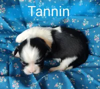AKC Tannin, a female Shih Tzu for sale in Cheney, WA – Photo 1 of 8