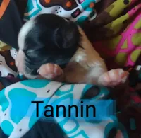 AKC Tannin, a female Shih Tzu for sale in Cheney, WA – Photo 3 of 8