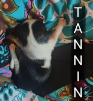 AKC Tannin, a female Shih Tzu for sale in Cheney, WA – Photo 4 of 8