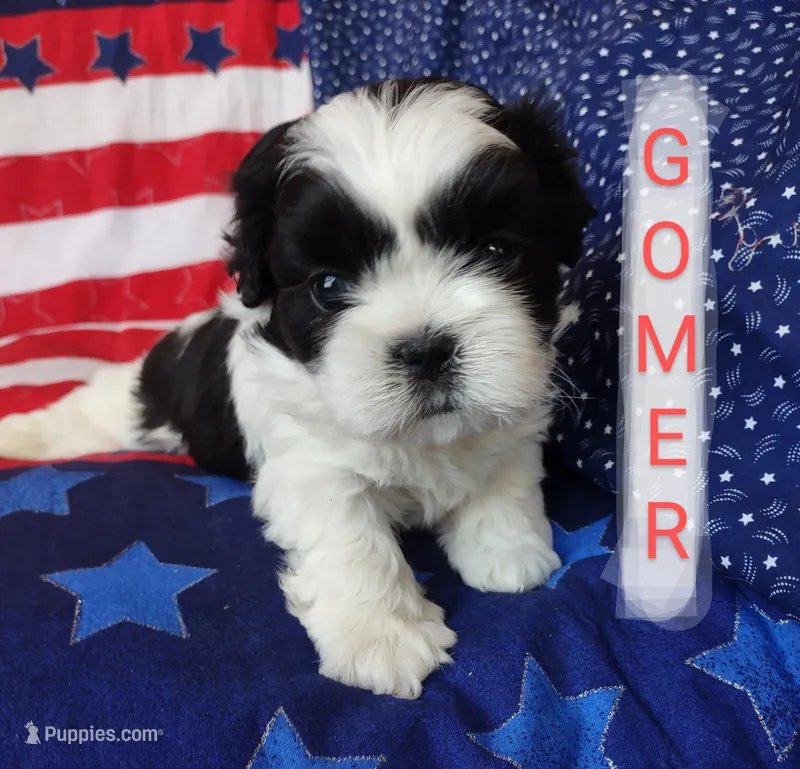 Gomer, a male Shih Tzu for sale in Cheney, WA – Photo 1 of 10