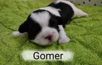 Gomer, a male Shih Tzu for sale in Cheney, WA – Photo 8 of 10