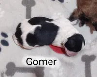 Gomer, a male Shih Tzu for sale in Cheney, WA – Photo 10 of 10
