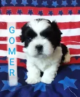 Gomer, a male Shih Tzu for sale in Cheney, WA – Photo 4 of 10