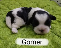 Gomer, a male Shih Tzu for sale in Cheney, WA – Photo 6 of 10