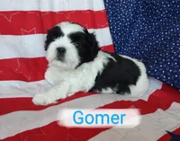 Gomer, a male Shih Tzu for sale in Cheney, WA – Photo 5 of 10