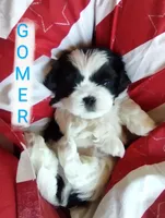 Gomer, a male Shih Tzu for sale in Cheney, WA – Photo 7 of 10