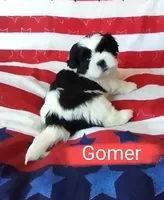 Gomer, a male Shih Tzu for sale in Cheney, WA – Photo 2 of 10