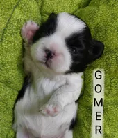 Gomer, a male Shih Tzu for sale in Cheney, WA – Photo 3 of 10