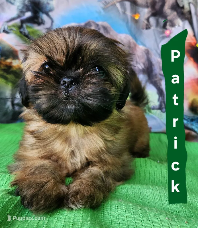 Patrick – Shih Tzu puppy for sale in Cheney, WA
