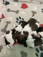 Legacy, a female Shih Tzu for sale in Cheney, WA – Photo 2 of 10