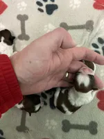 Legacy, a female Shih Tzu for sale in Cheney, WA – Photo 10 of 10