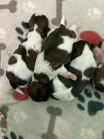 Legacy, a female Shih Tzu for sale in Cheney, WA – Photo 6 of 10