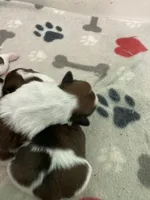 Legacy, a female Shih Tzu for sale in Cheney, WA – Photo 5 of 10