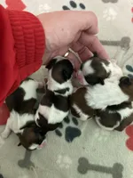 Legacy, a female Shih Tzu for sale in Cheney, WA – Photo 3 of 10