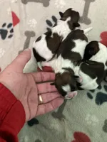 Legacy, a female Shih Tzu for sale in Cheney, WA – Photo 4 of 10