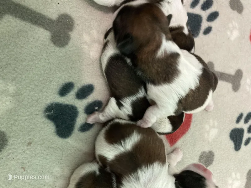Legacy, a female Shih Tzu for sale in Cheney, WA – Photo 1 of 10
