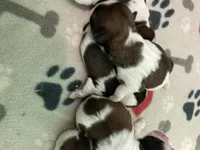 Legacy, a female Shih Tzu for sale in Cheney, WA – Photo 1 of 10