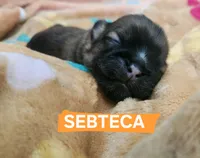 Sebteca, a male Shih Tzu for sale in Cheney, WA – 4 of 8