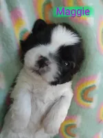 Maggie, a female Shih Tzu for sale in Cheney, WA – Photo 2 of 4