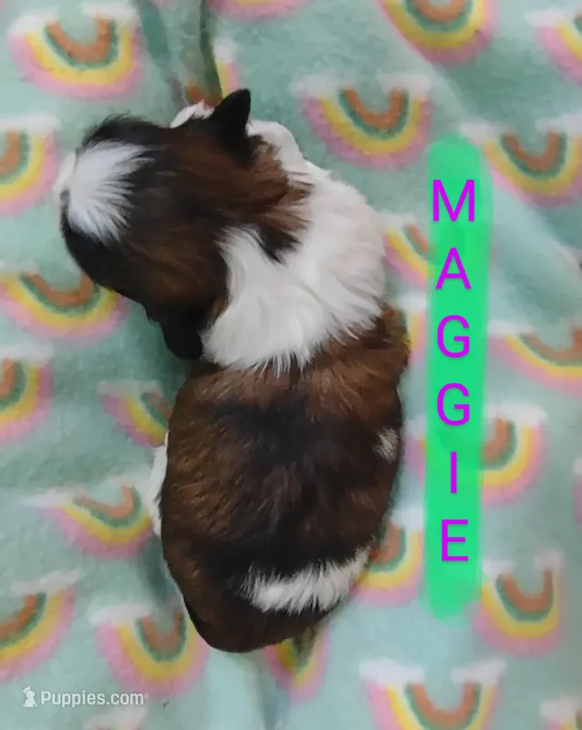 Maggie, a female Shih Tzu for sale in Cheney, WA – Photo 1 of 4