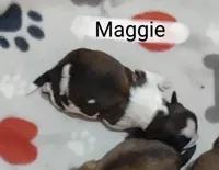 Maggie, a female Shih Tzu for sale in Cheney, WA – Photo 4 of 4