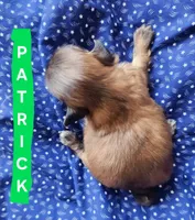 Patrick, a male Shih Tzu for sale in Cheney, WA – 5 of 8