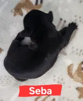 Seba, a female Shih Tzu for sale in Cheney, WA – 8 of 8