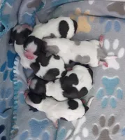 Tira, a female Shih Tzu for sale in Cheney, WA – Photo 7 of 7