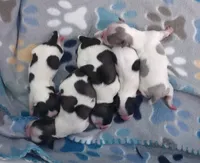 Tira, a female Shih Tzu for sale in Cheney, WA – Photo 6 of 7