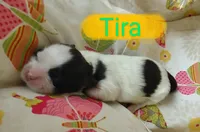 Tira, a female Shih Tzu for sale in Cheney, WA – Photo 2 of 7