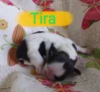 Tira, a female Shih Tzu for sale in Cheney, WA – Photo 1 of 7